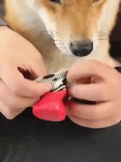 🐶 Last Day 50% OFF! 🐶 – Waterproof Socks